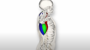 Anatomski prikaz mišića ramena i nadlaktice, sa obojenim delovima koji predstavljaju prednji (crveni), srednji (zeleni) i zadnji (plavi) deo deltoidnog mišića