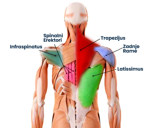 Anatomski prikaz leđa čoveka. U različitim bojama su obojeni trapezijus, latissimus, zadnje rame, spinalni erektori i infraspinatus. Iscrtane su strelice od mišića do njegovog ispisanog naziva.