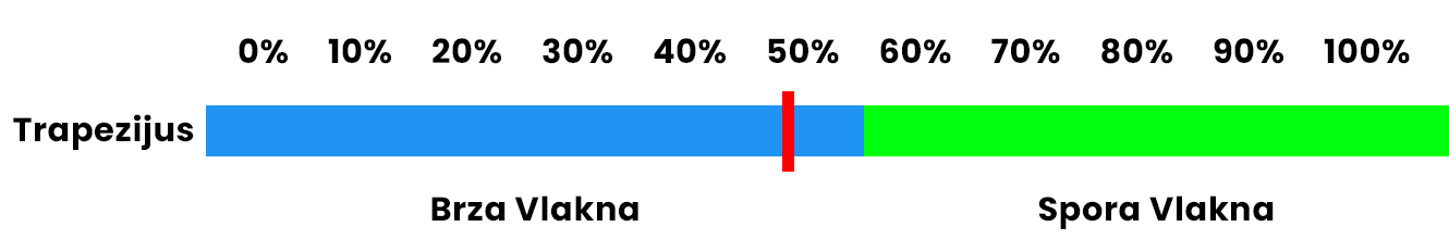 Grafikon za mišić trapezijus koji prikazuje sastav mišićnih vlakana. Brza mišićna vlakna zauzimaju oko 55% trapezijusa (plava boja), dok spora vlakna čine ostatak (zelena boja). Ključne informacije za vezbe za ledja fokusirane na trapezijus.