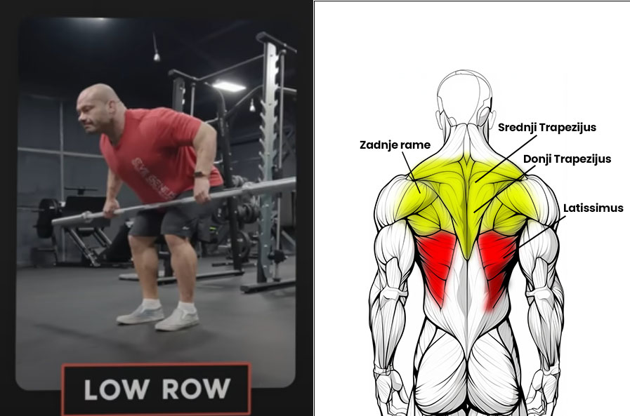 Na levoj strani se nalazi čovek u teretani u crvenoj majici i izvodi vezbu za ledja Barbell Row sa širokim proniranim hvatom, povlačeći praznu olimpijsku šipku prema kukovima. Ispod njega piše "LOW ROW". Na desnoj strani se nalazi anatomski prikaz leđa čoveka, na beloj pozadini. Iscrtane su strelice prema mišičima: zadnje rame, srednji trapezijus, donji trapezijus i latissimus. Mišić obojen crvenom bojom je Latissimus i to znači da ovakav način izvođenja vežbe najviše pogađa taj mišić, obojen crvenom bojom. Zadnje rame, srednji trapezijus i donji trapezijus su obojeni žutom bojom, što znači da oni nisu u fokusu ovakvim izvođenjem vežbe.