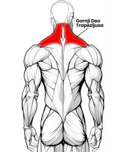 Anatomski prikaz leđa čoveka, nacrtan bez boja na beloj pozadini. Crvenom bojom je obojen samo gornji deo mišića trapezijus.